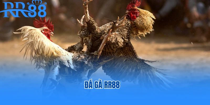 rr88 đá gà