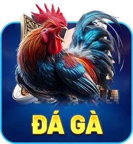 rr88 đá gà trực tuyến